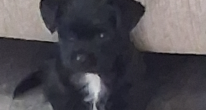 Tiny mix Tiny 6 to 10 pound female Malchi shoodle mix .ready 6/20.shots.$800.8606043552